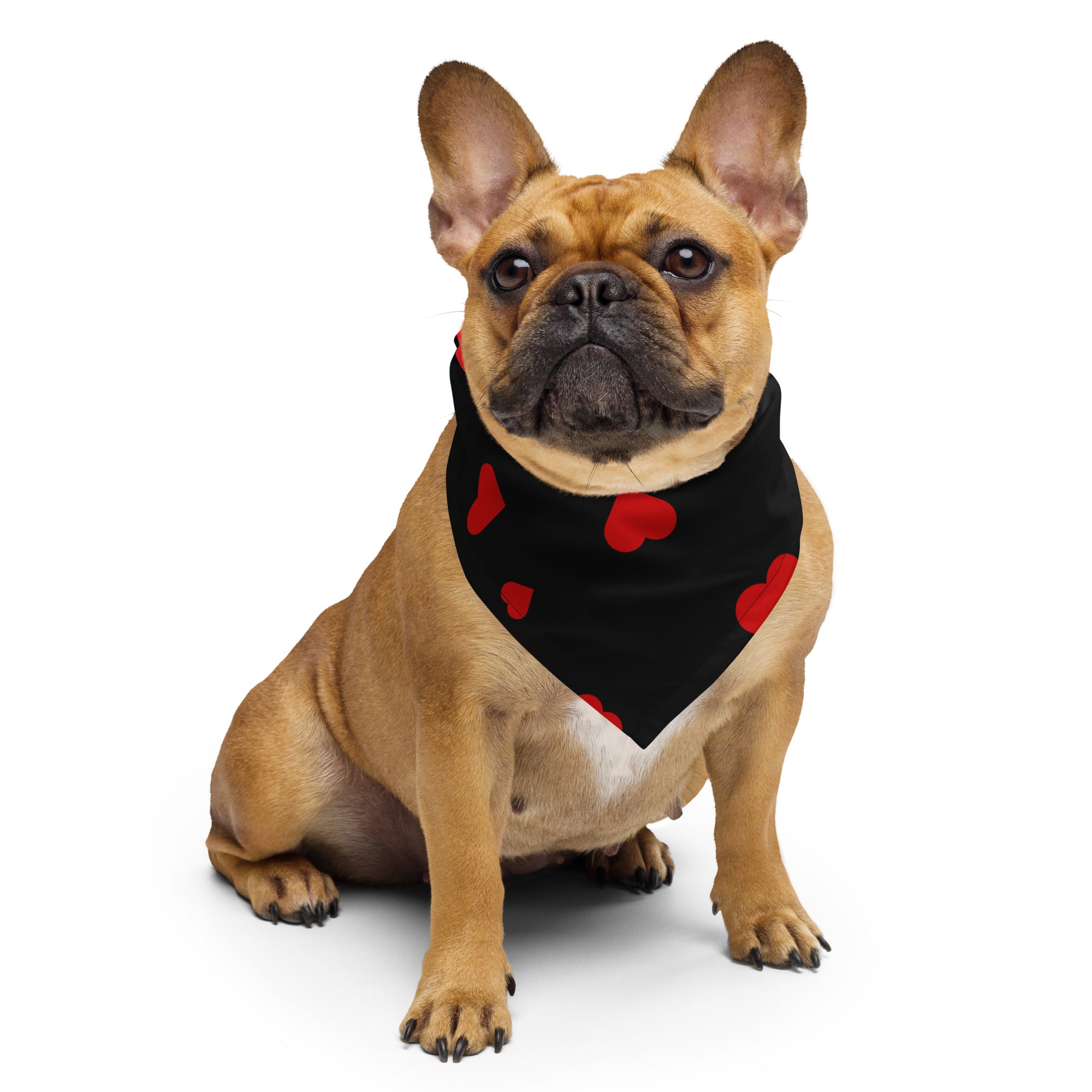 Brown french bulldog wear a black bandana with red hearts around it's neck, against a white background. 